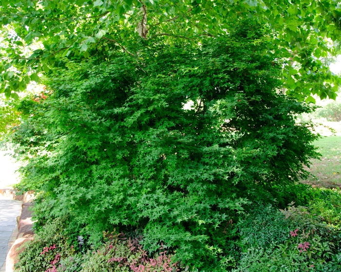 Japanese Maple Shishigashira 20'' Box
