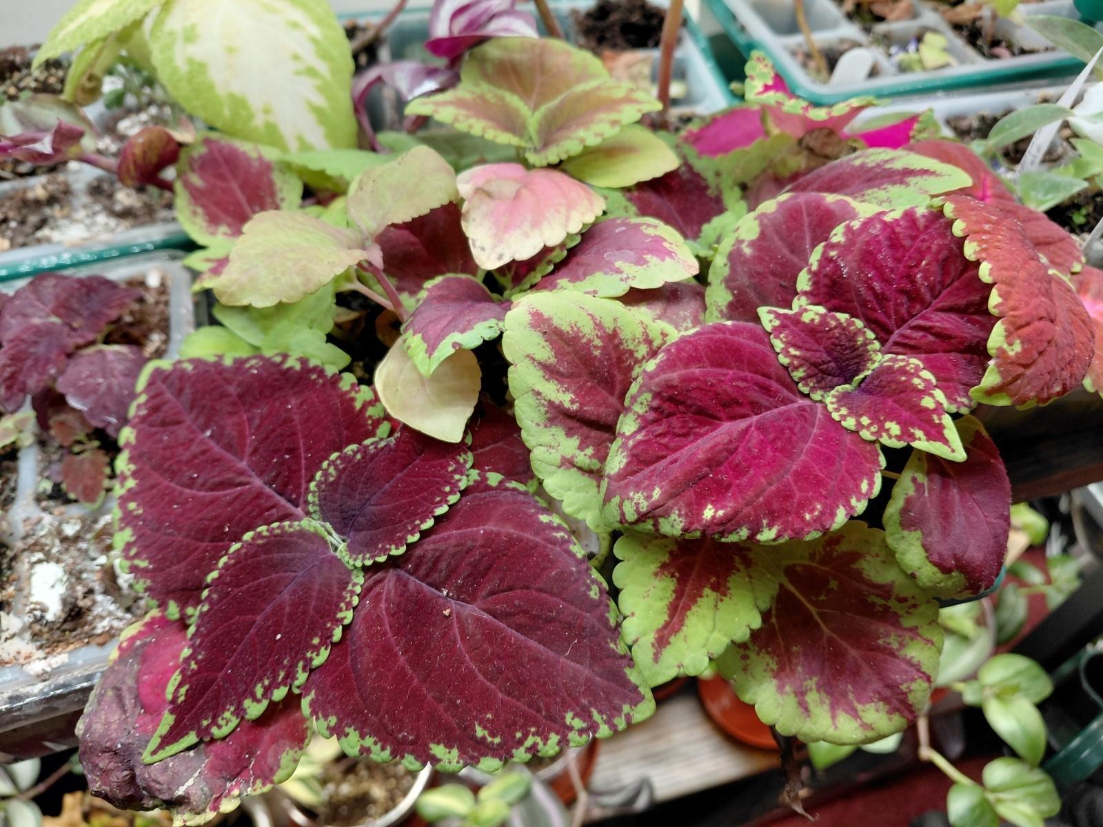 Mystery Mini Plug Plants - 3x - Houseplants - Unusual And Interesting Species