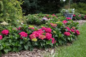 Endless Summer Summer Crush Hydrangea