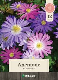 Blanda Mix Anemone, 12 Corms