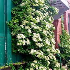 Climbing Hydrangea (Petiolaris)