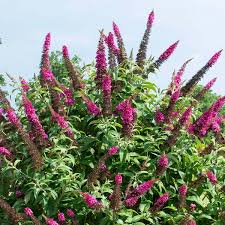 Cranrazz Butterfly Bush (Buddleia), 3 gallon