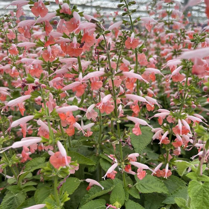 Hummingbird Salvia 10" HB