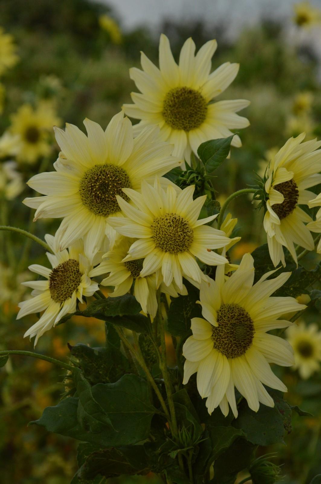 2x Sunflower Vanilla Ice Plug Plants – Florist Quality, Creamy Yellow Blooms!