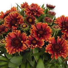Spintop Yellow Touch Blanket Flower (Gaillardia), 1 gallon