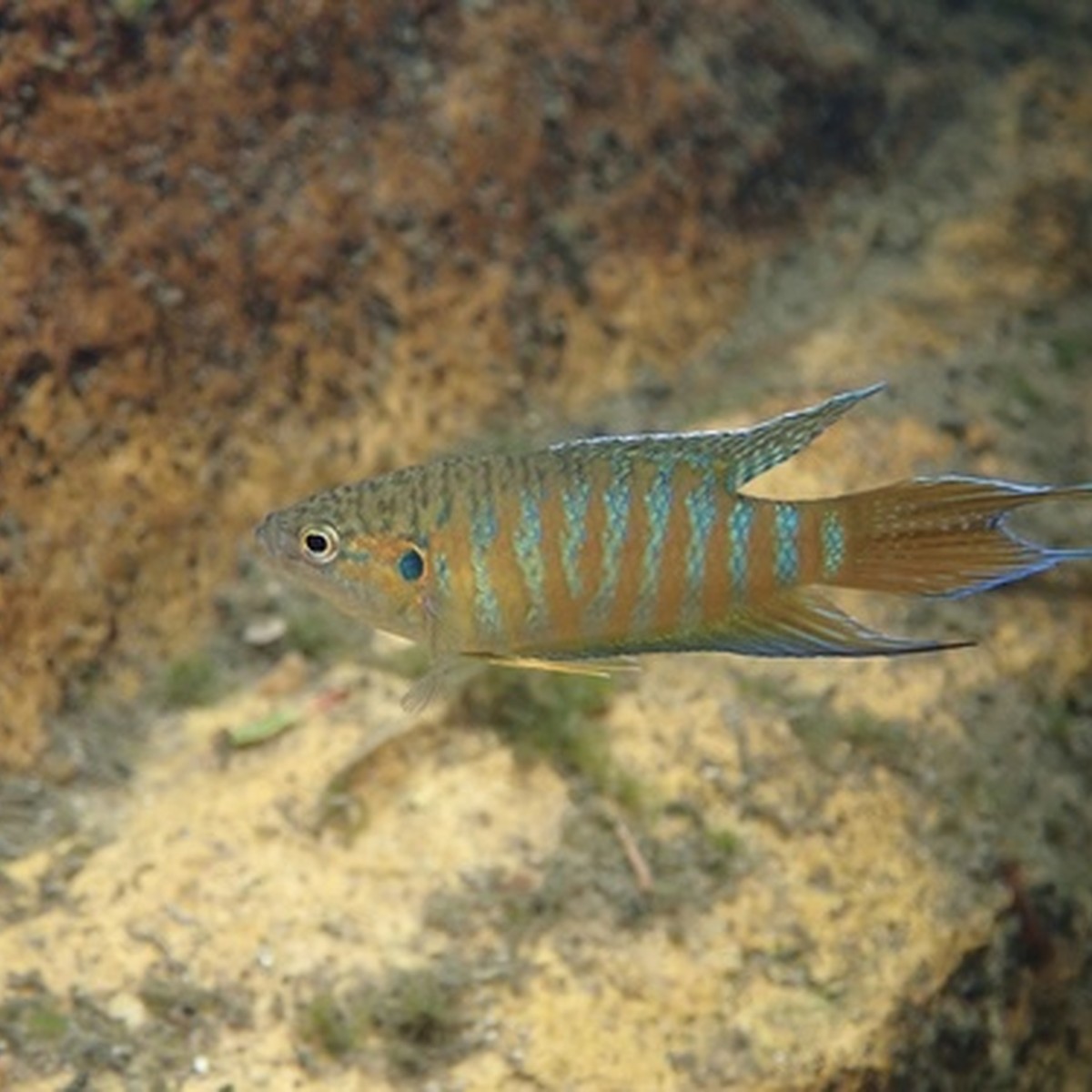 Blue Paradise Gourami