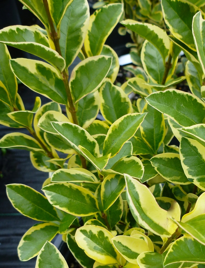 Waxleaf Ligustrum Golden 3 Gal