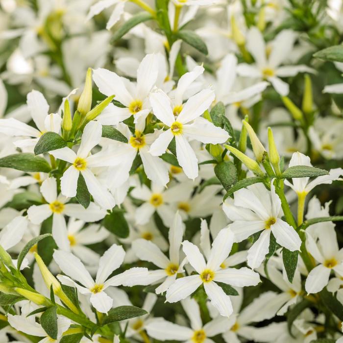 scaevola Stardiva White Quart