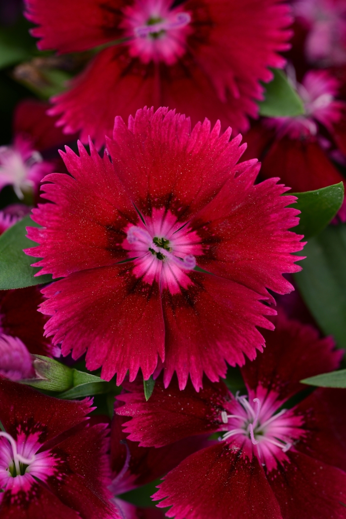 Dianthus Floral Lace White 1 Gal