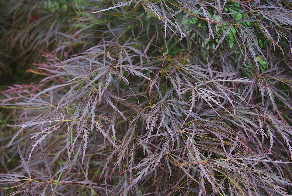 Acer Pal. Dis. 'Red Dragon'