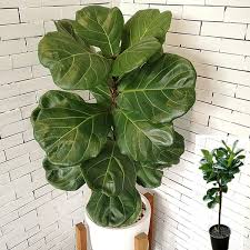 Ficus Fiddle Leaf Fig, 6"