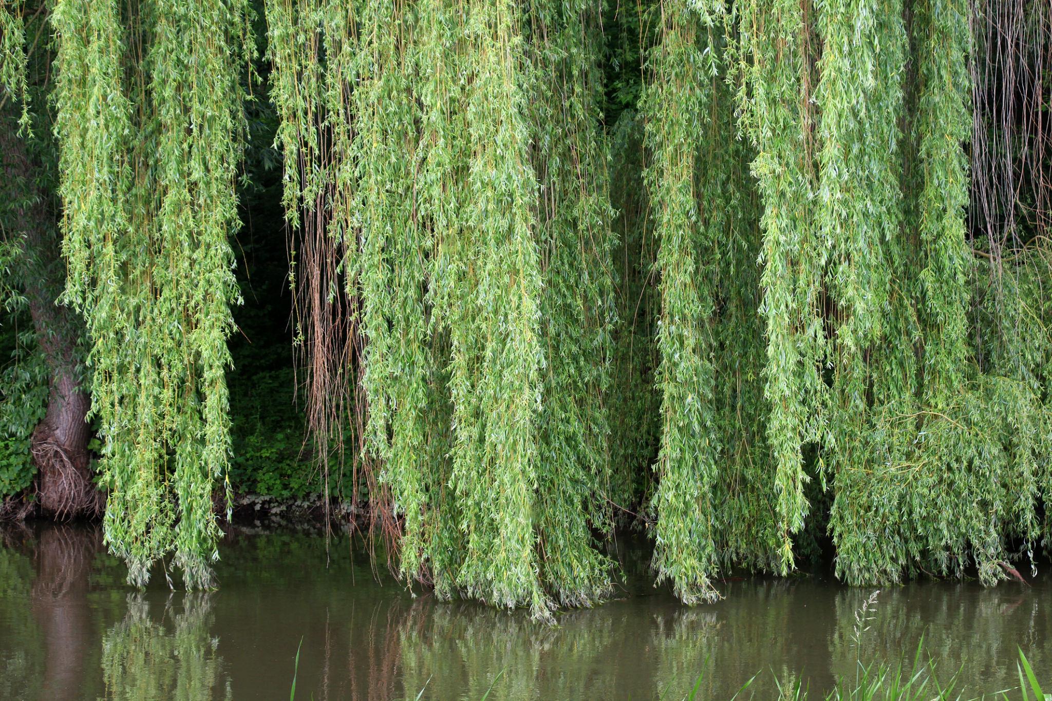 Salix niobe (Weeping Willow)