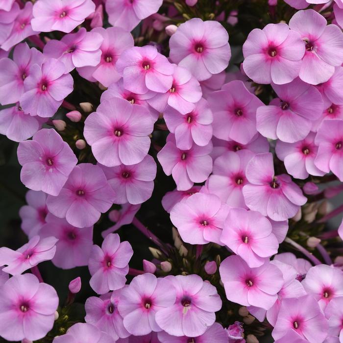 Phlox Super Ka-Pow Fuchsia 1 Gal
