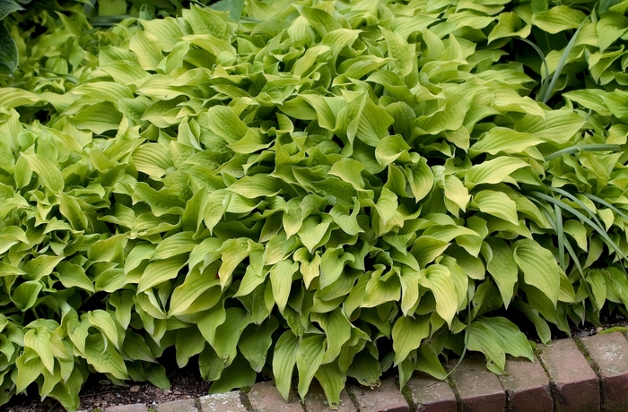 Hosta Guacamole 1 Gal