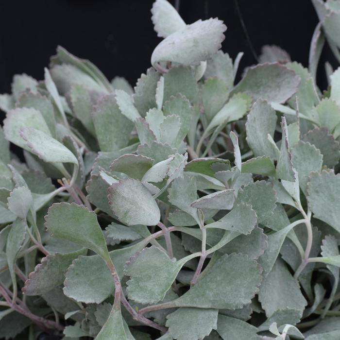 Kalanchoe Silver Stard 1 Gal
