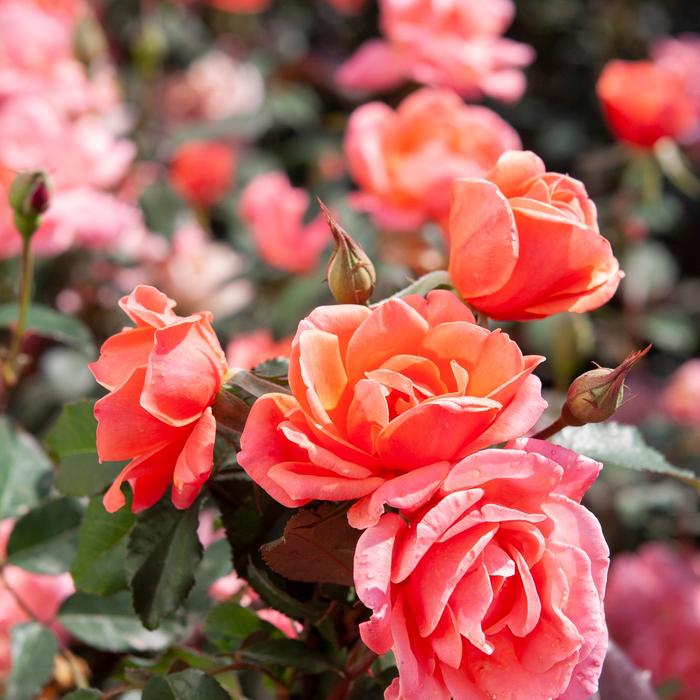 Knock Out Rose Sunny 3 Gal