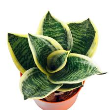 Sansevieria 'Starpower Series', 4"