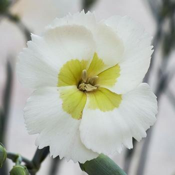 Key Lime Pie Combo 12" HB