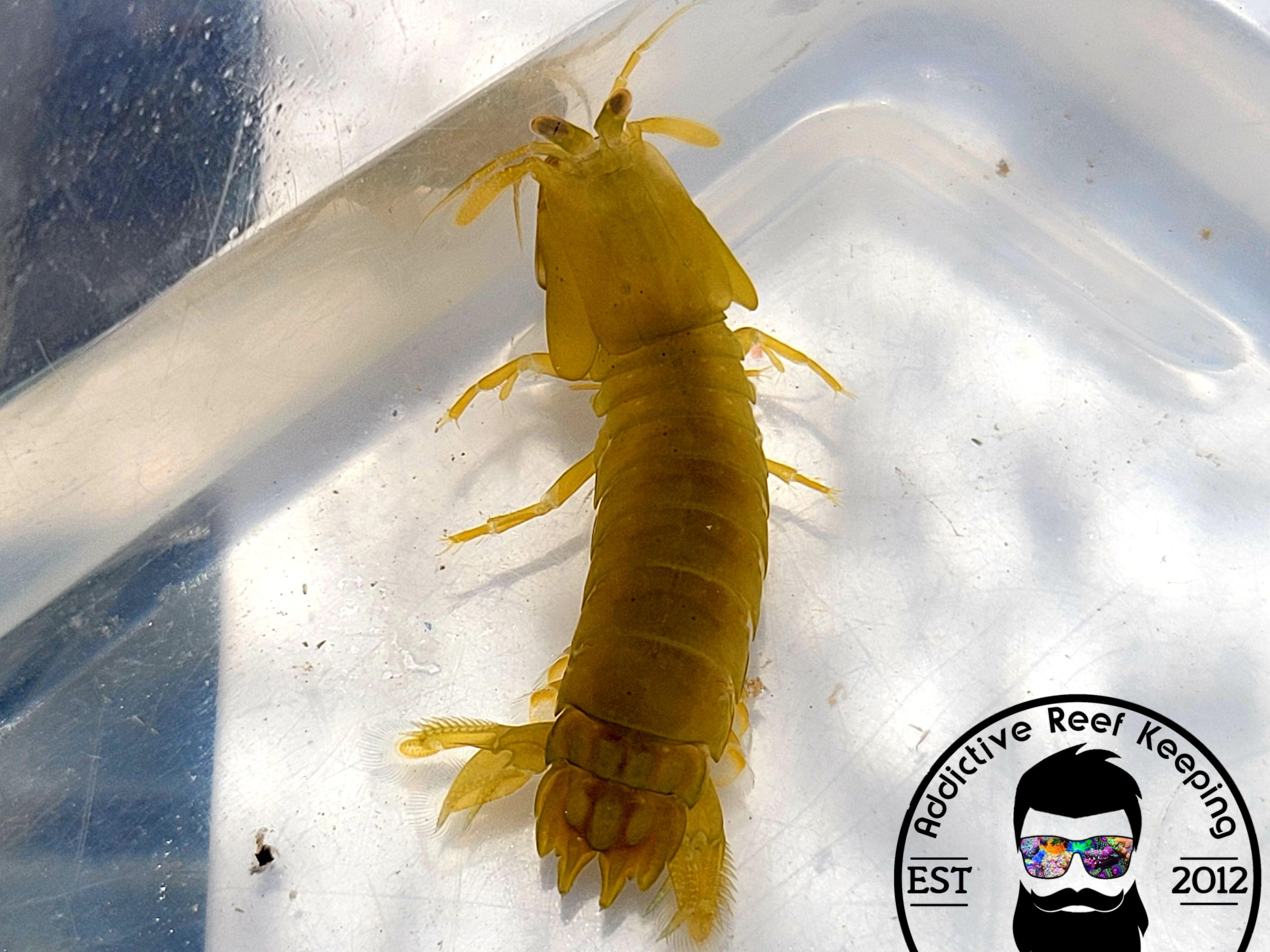 Lime Green Mantis Shrimp 1-2″