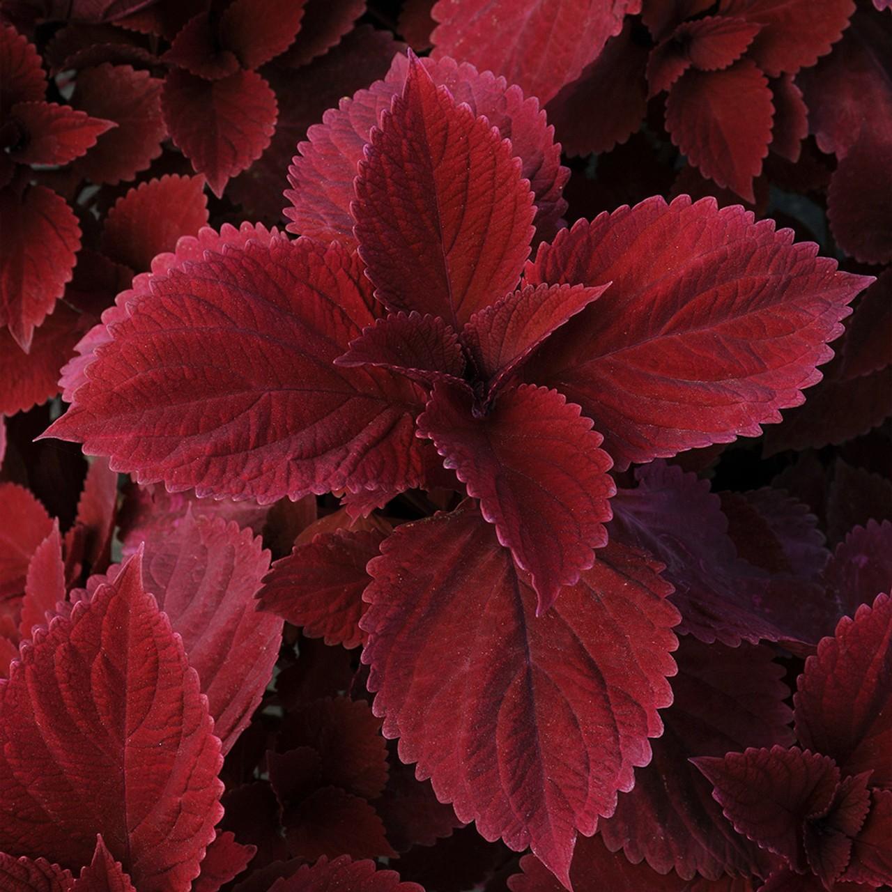Red Head Coleus - 1x Mini Houseplant Plug Plant - Deep Red Coleus - Easy Care
