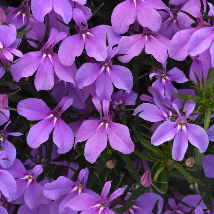 Lobelia Heatopia White Quart