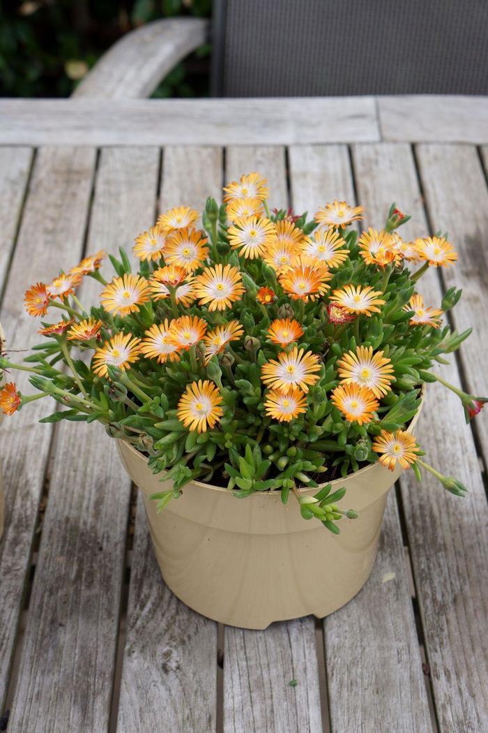 Ice Plant Kaleidoscope Dancing Embers Quart