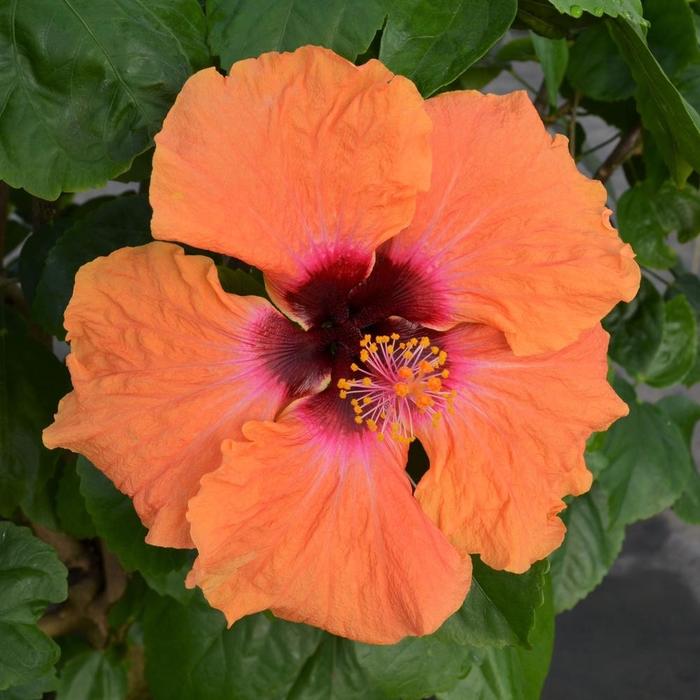 Hibiscus Hollywood Earth Angel 3 Gal