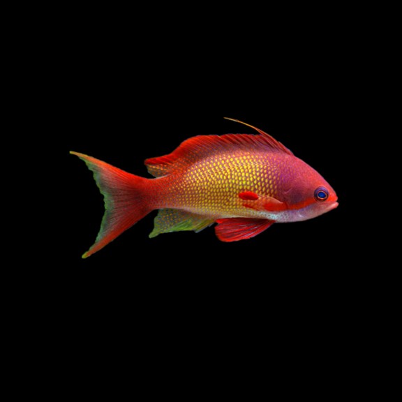 Pacific Lyretail Anthias (Male)