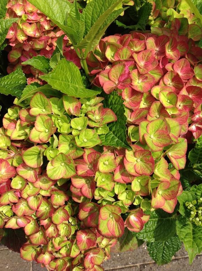 Hydrangea Twist & Shout 3 Gal