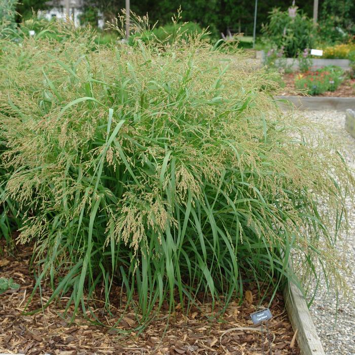 Switch Grass Cloud Nine 1 Gal