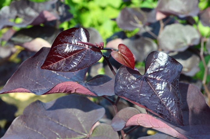Redbud Burgundy Hearts 15 Gal