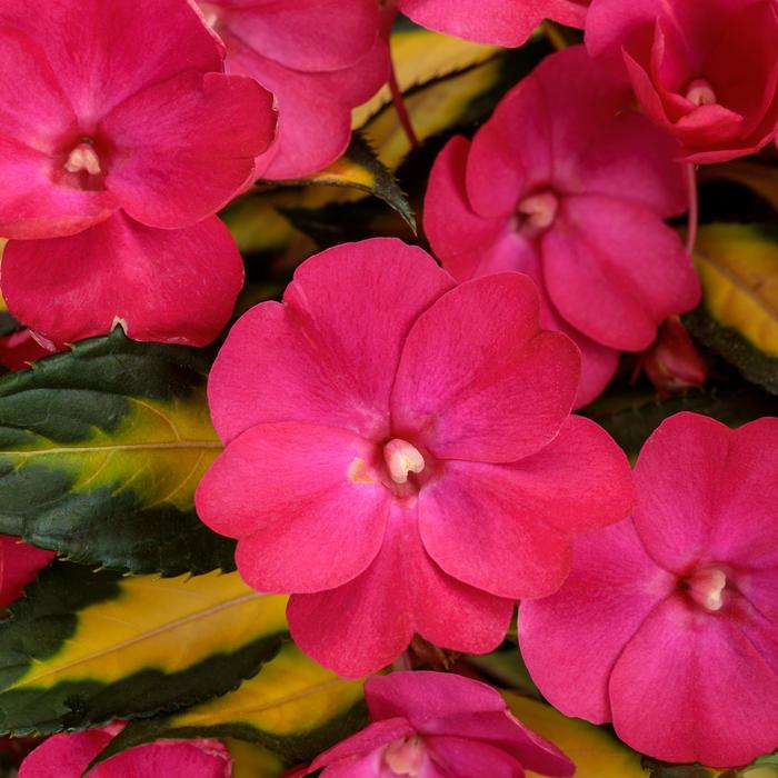 Sunpatiens Compact Red 1 Gal