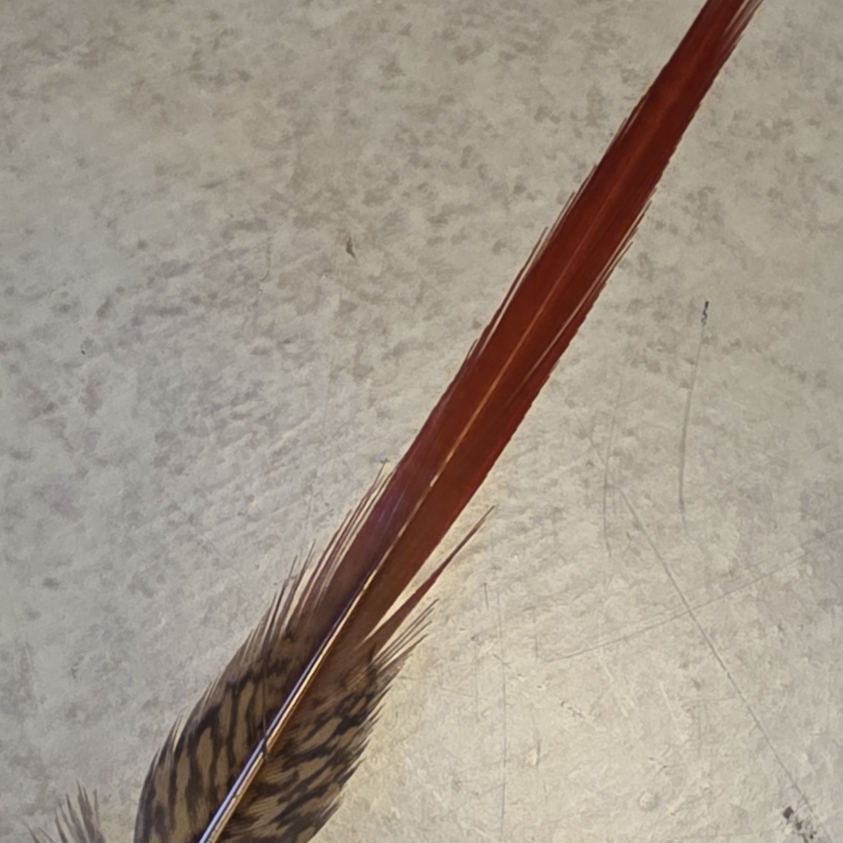 Fthr Pointer Red Tip GP 4-6"