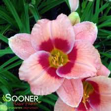 Chicago Orchid Daylily (Hemerocallis), 1 gallon