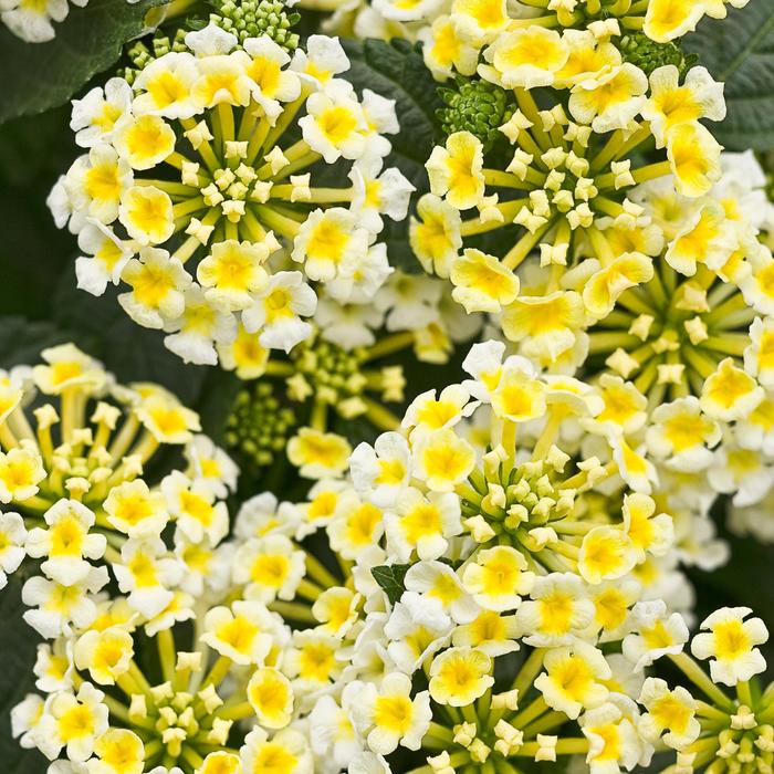 Lantana Luscious Royal Red zone PW Quart