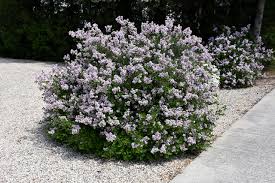 Crimson Doll Lilac (Syringa), 3 gallon