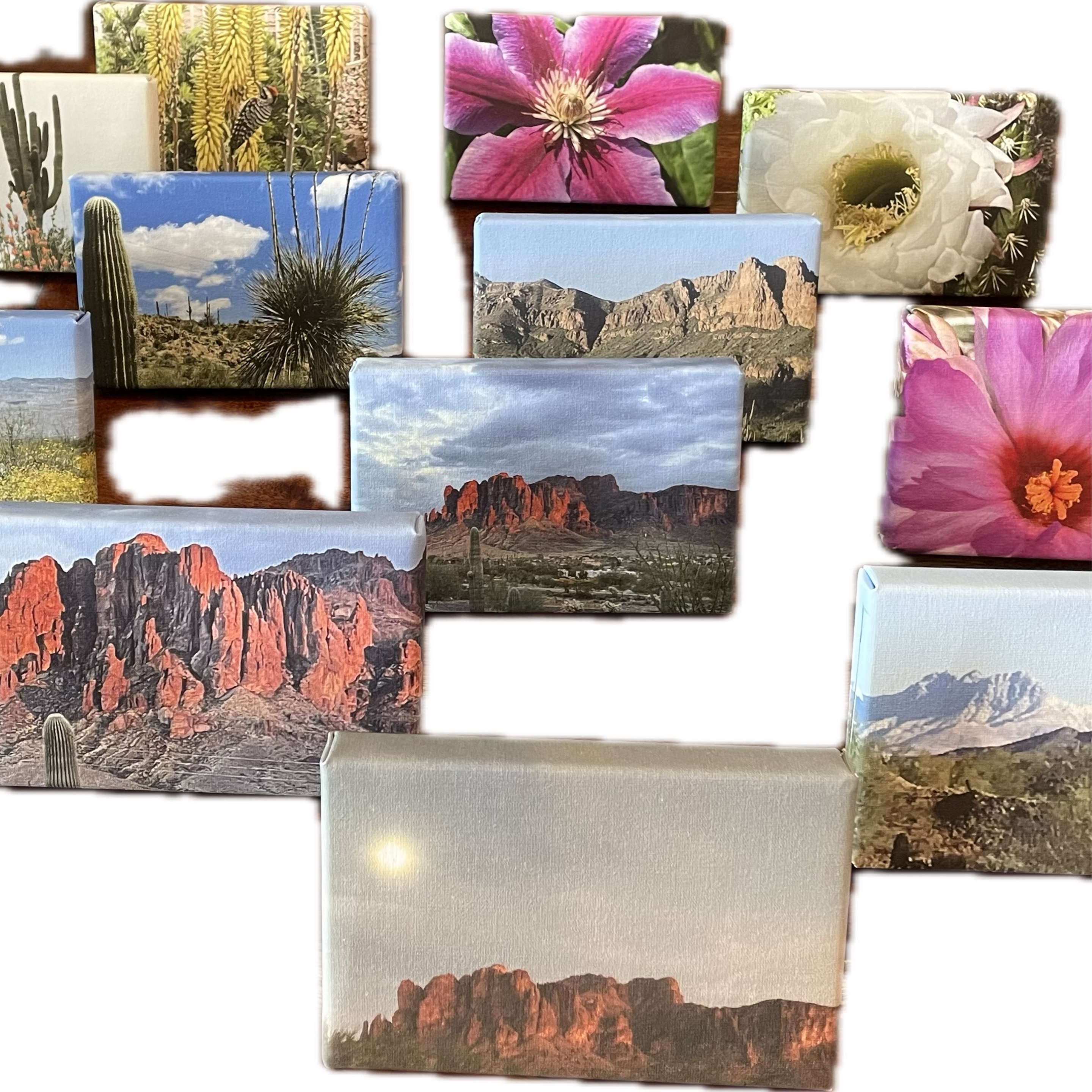 Canvas-barrel cactus