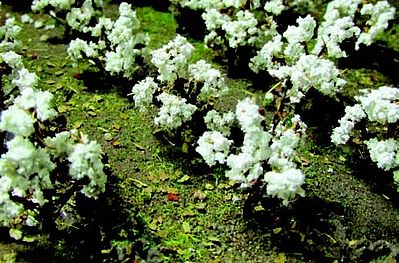 Cotton Plants, 24/pk