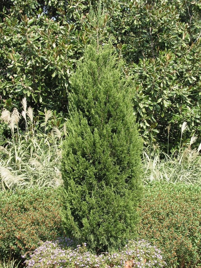 Juniper Spartan Spiral 30 Gal