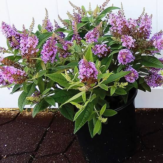 Dapper Lavender Butterfly Bush (Buddleia), 3 gallon