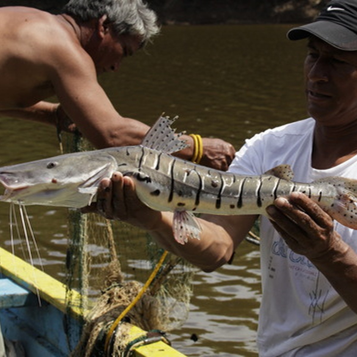Tiger Shovelnose Catfish