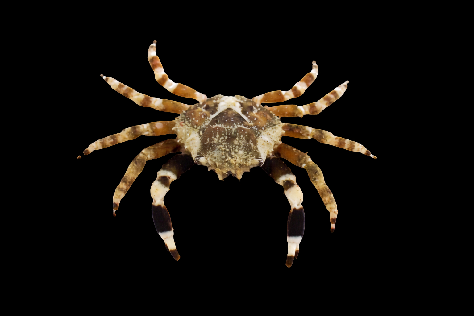 Harlequin Emerald Crab ( Rare )