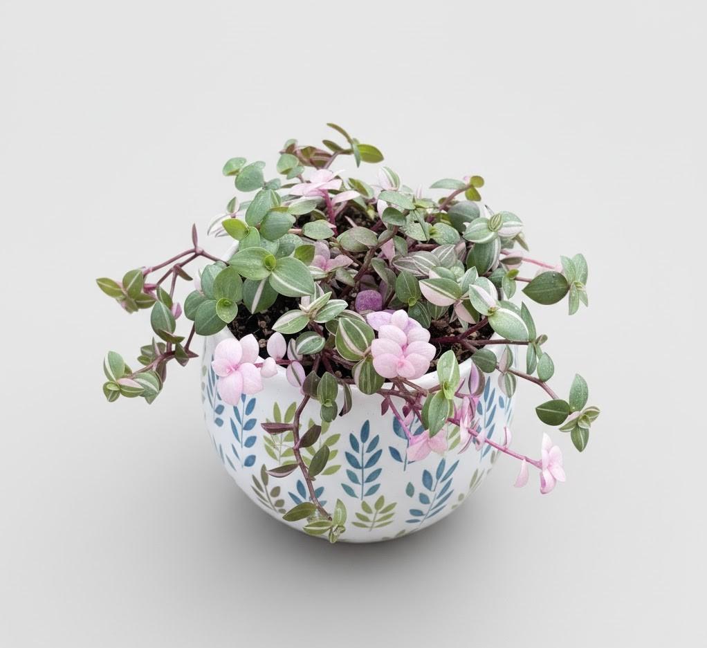 Callisia Repens Bianca - Turtle Vine - 1x Plug Plant - Trailing Houseplant