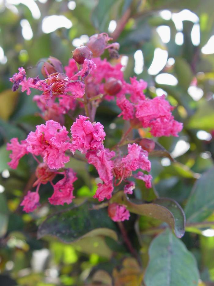 Crape Myrtle Pixie White 3 Gal