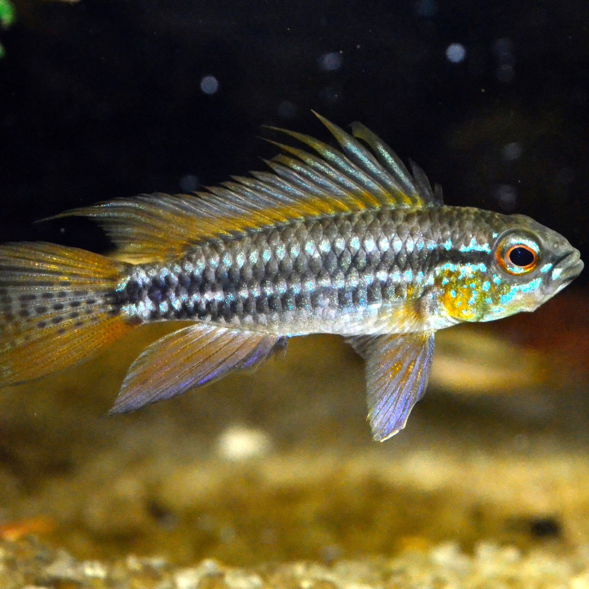 Apistogramma Sunset