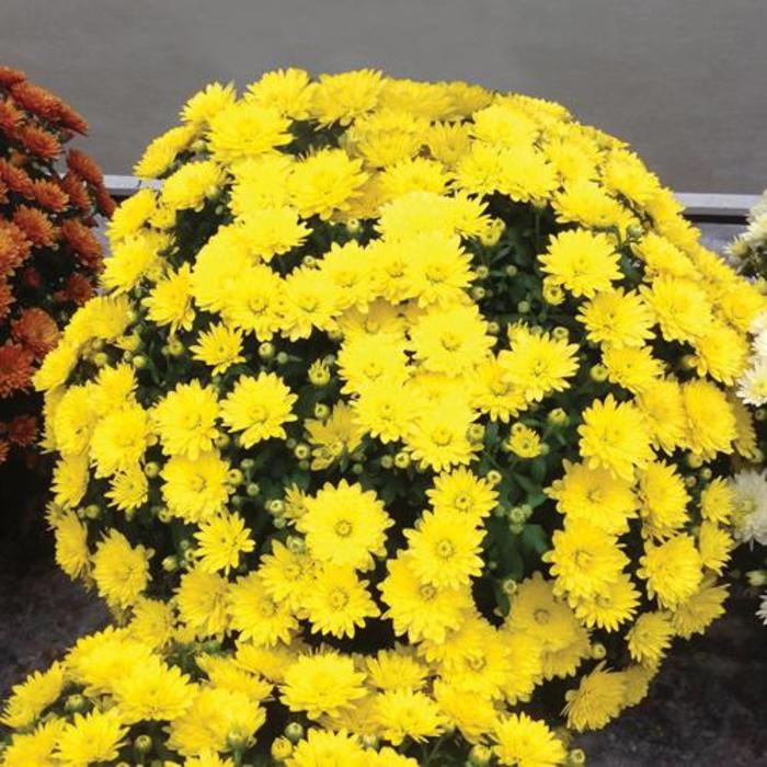Mum Sundance Yellow 1 Gal