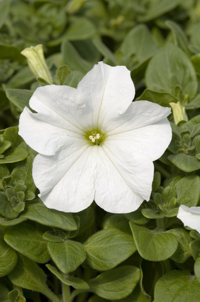 Petunia Splash Dance Purple Polka 1 Gal