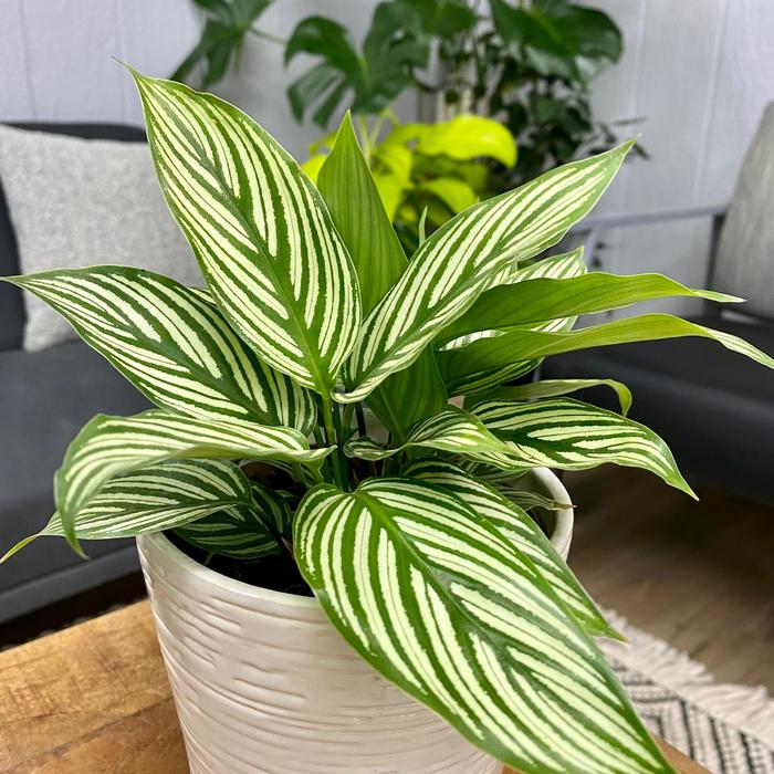 Calathea Assorted 4''