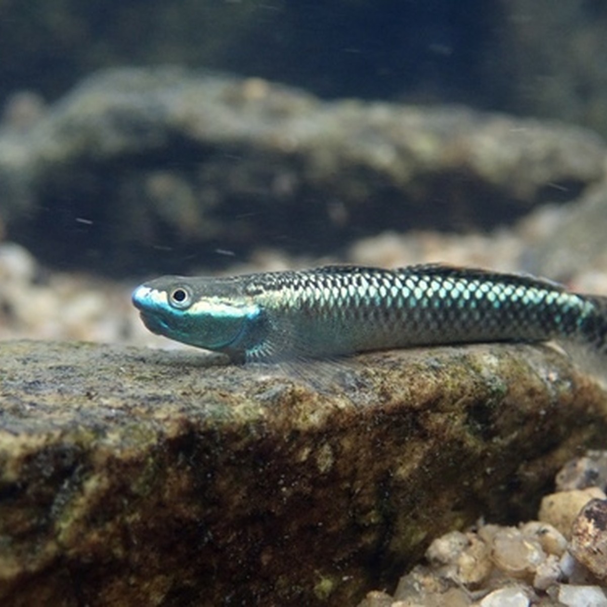 Neon Blue Goby
