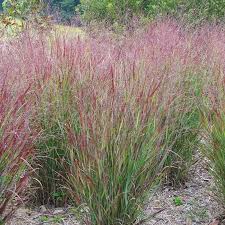 Shenandoah Switch Grass (Panicum)